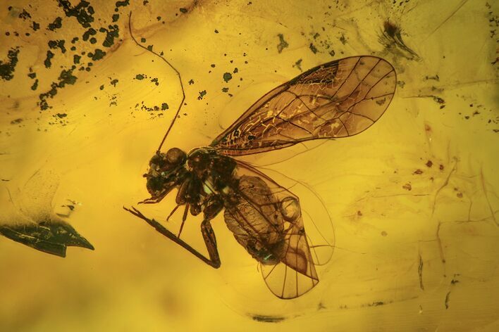 Fossil Booklouse (Psocoptera) In Baltic Amber #109458